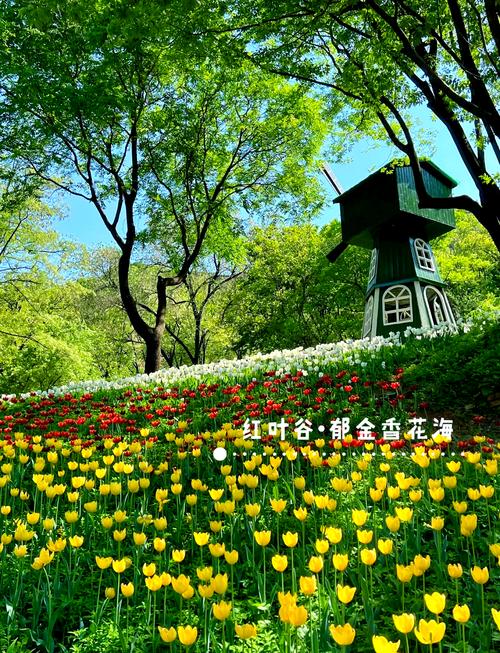 济南赏花一日游最佳去处