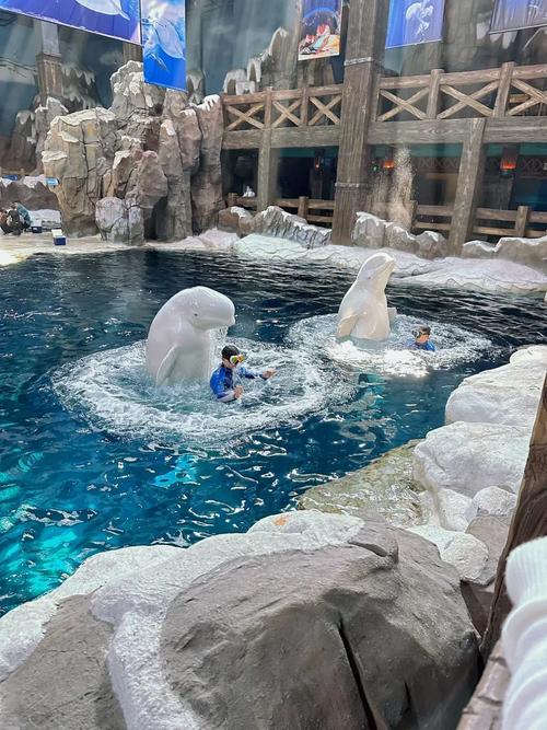 杭州极地海洋公园门票多少