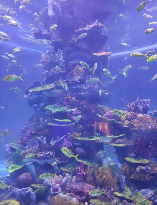 武汉东湖海洋世界一日游游记