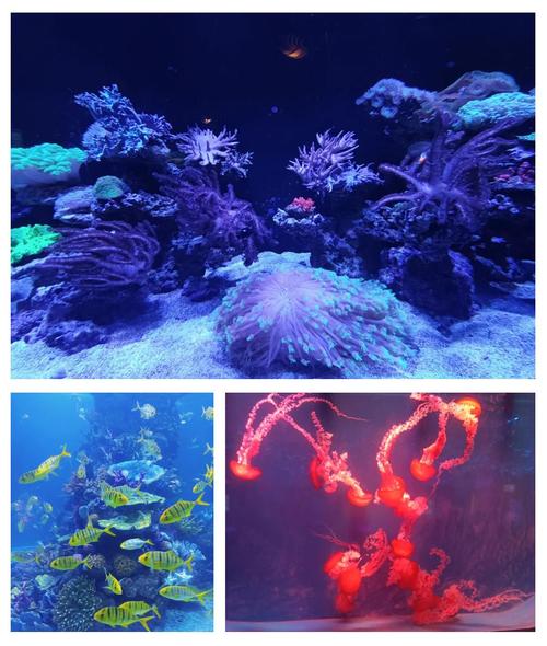 武汉东湖海洋世界游玩攻略