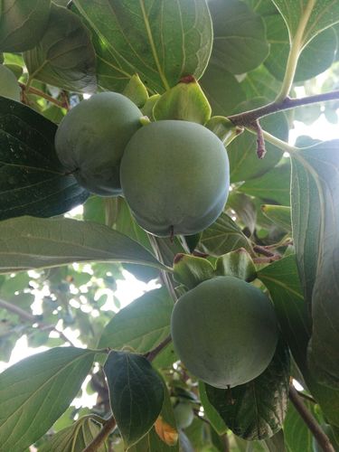 河北省邢台市清河县天气预报