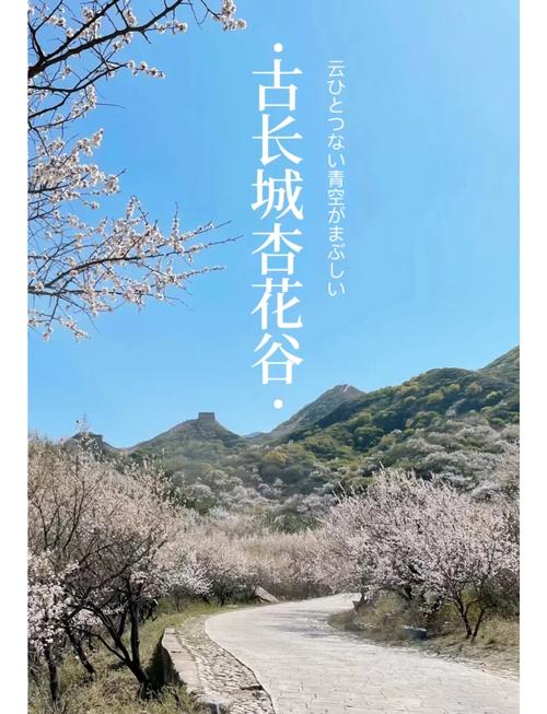 2021八达岭长城杏花什么时候开-观赏攻略以及最佳打卡地点