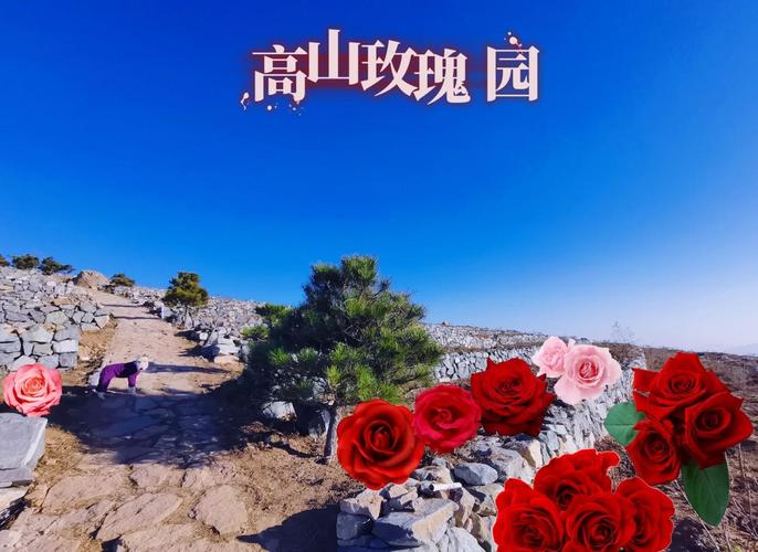 北京门头沟金顶妙峰山玫瑰园攻略