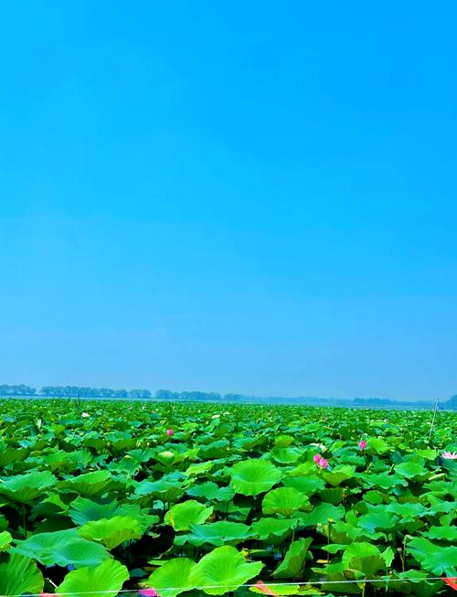 微山湖自驾一日游攻略,怎样规划行程,畅游美丽湖光山色