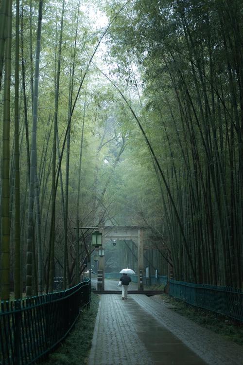 杭州云栖竹径下雨了吗