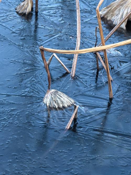 杭州西湖现在冻冰了么