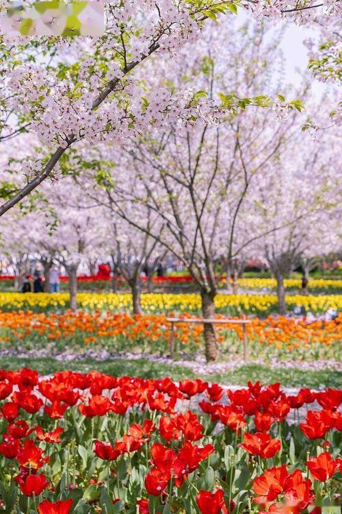 上海踏春的好去处