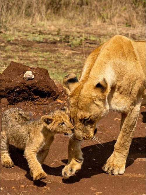 肯尼亚旅游攻略