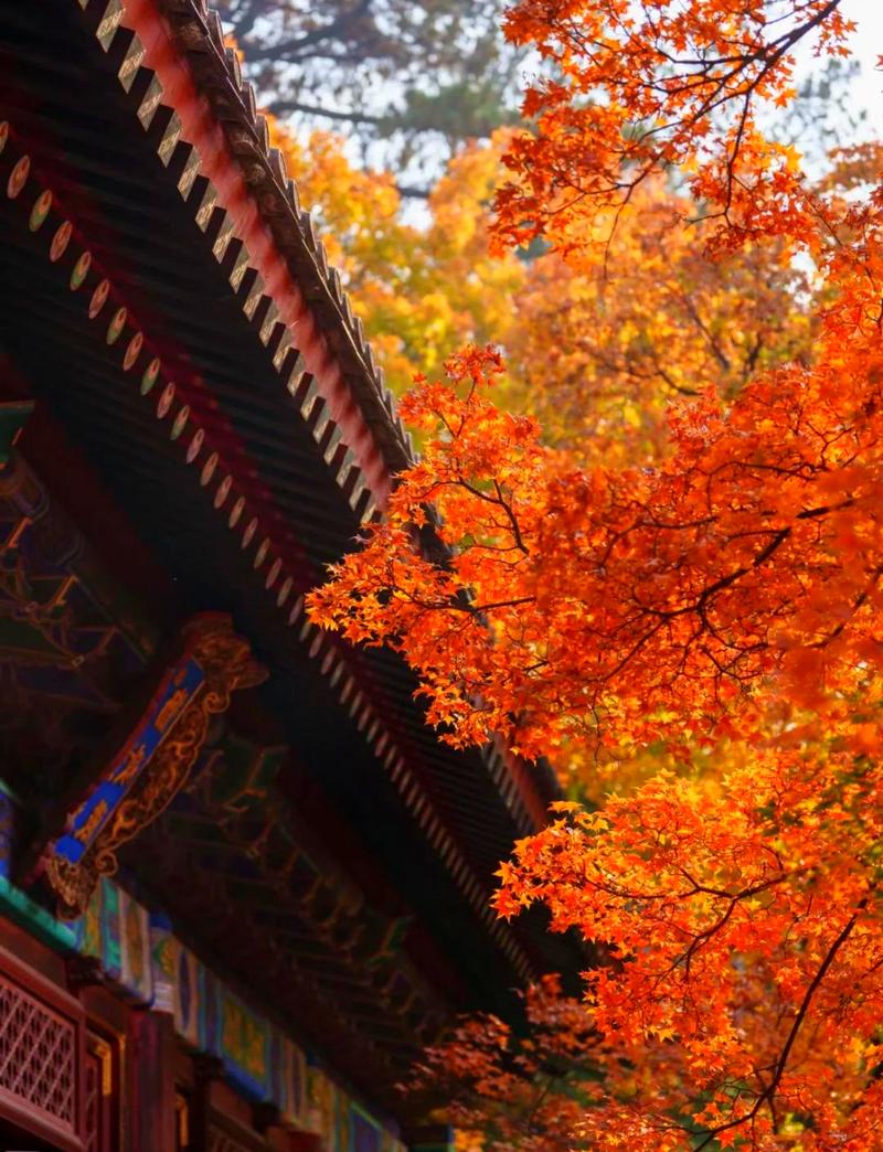 有哪些夏季去北京香山度假的攻略?