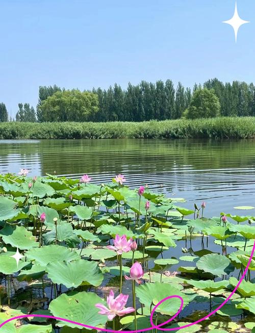 白洋淀一日游最佳方案