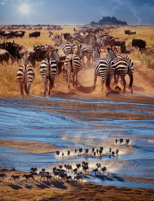 想去肯尼亚看动物大迁徙?先做好攻略!看这一篇就够了!