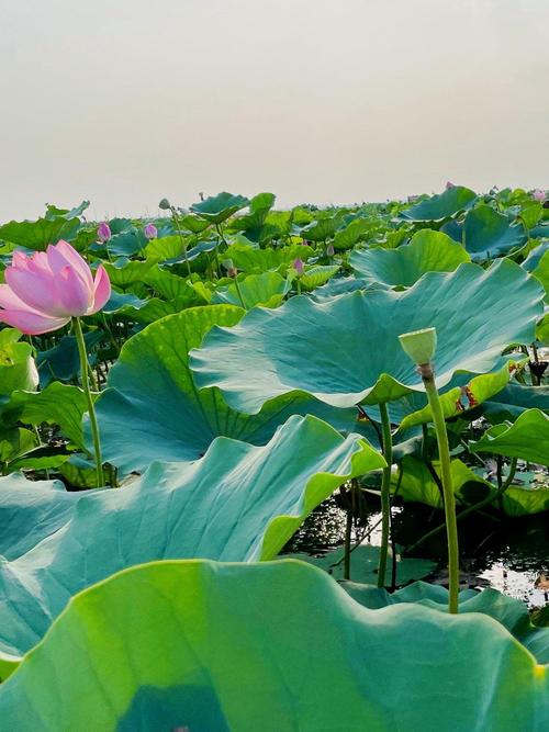 夏天去微山岛风景区旅游,需要做好哪些准备?