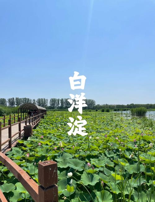白洋淀周边旅游景点(白洋淀有哪些景点值得去)