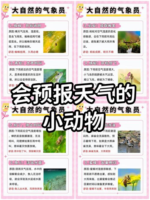 哪些小动物会预报天气