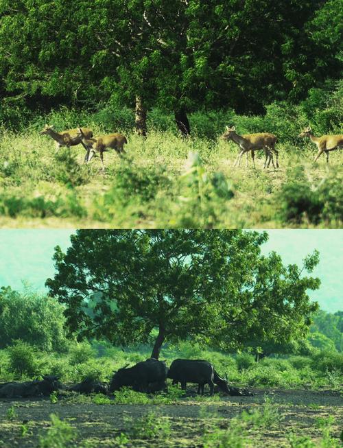 东南亚10一12仙踪林的旅游景点