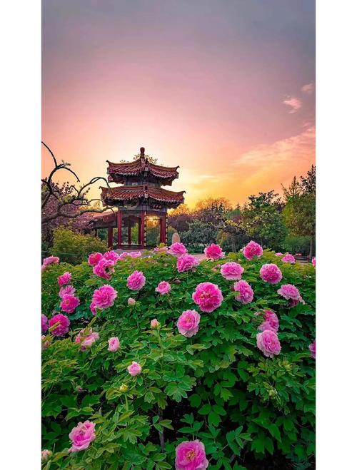 请问洛阳牡丹节旅游路线怎么安排