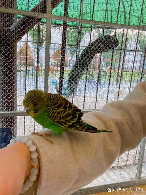 珠海小矮人萌宠乐园游玩攻略