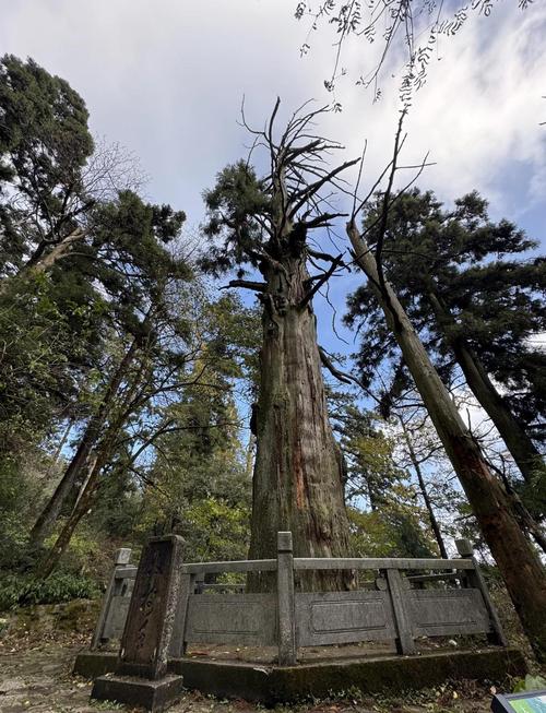 天目山自助游旅游攻略天目山一日游旅游攻略