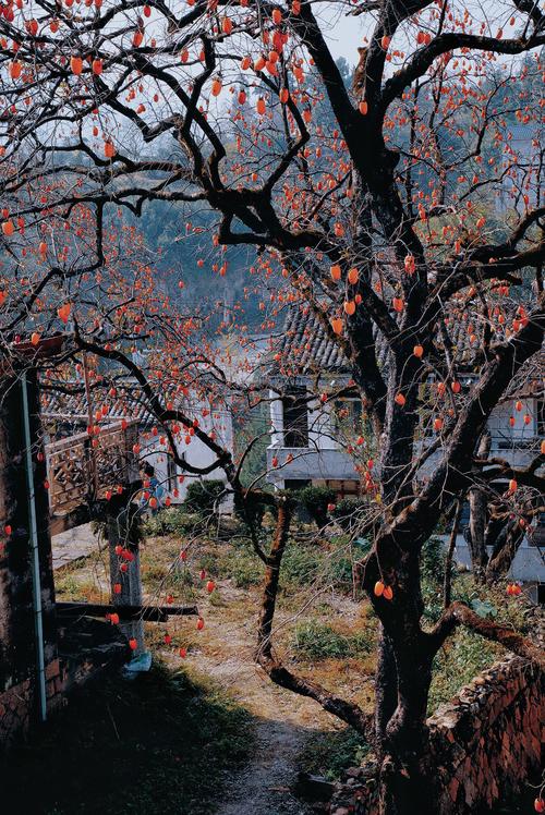 临沂柿子树去哪里看风景