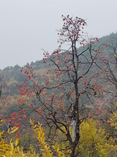 临沂附近有什么好玩的地方,费县景区民宿推荐一下