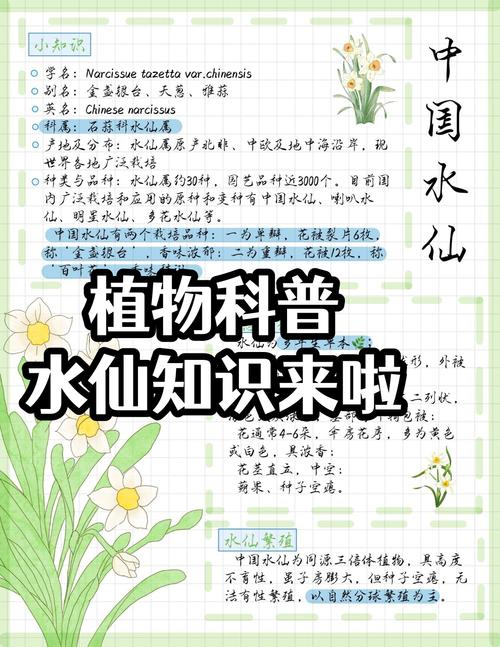 水仙花的知识