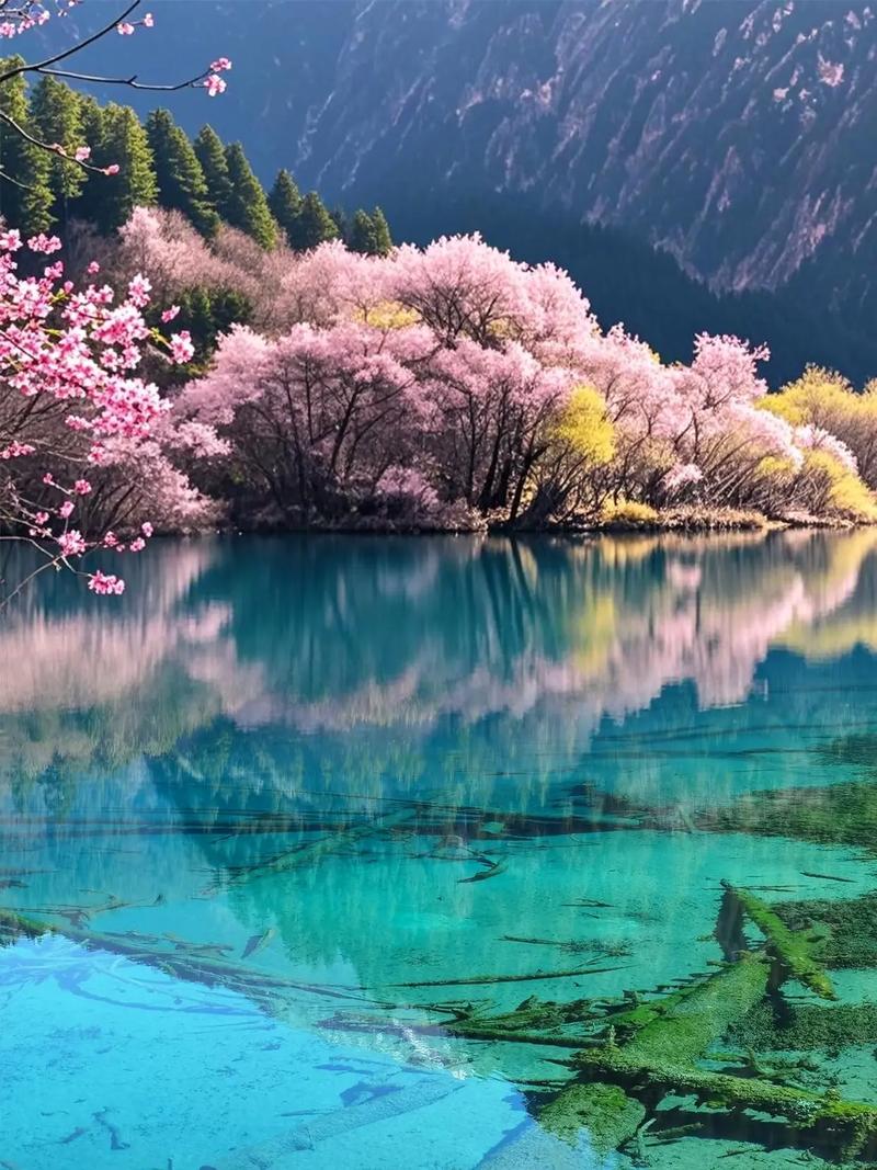 九寨沟开放了吗