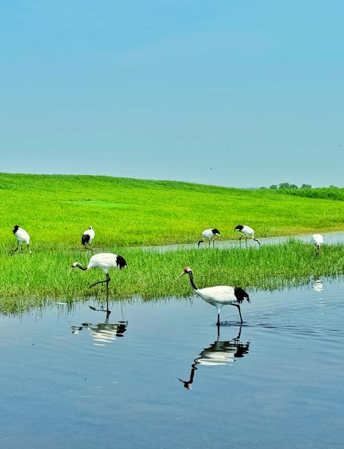 齐齐哈尔一日游必去景点