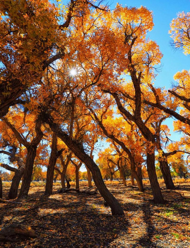 额济纳胡杨林有主要几个景点