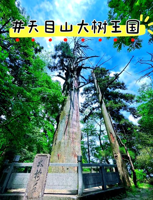 天目山旅游景点攻略