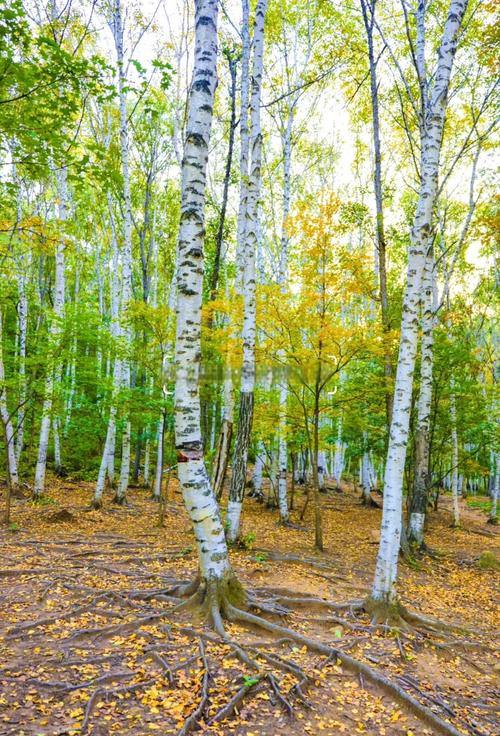 北京怀柔区前十著名景点---〖陆〗、喇叭沟门国家森林公园