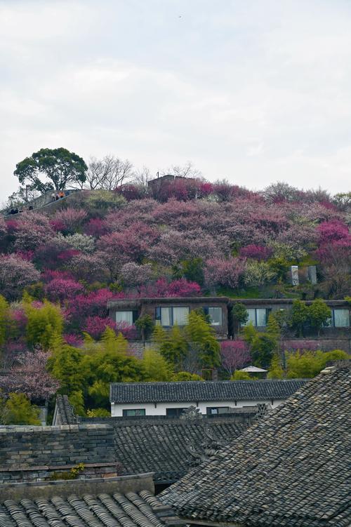 临海看花必去三个景点