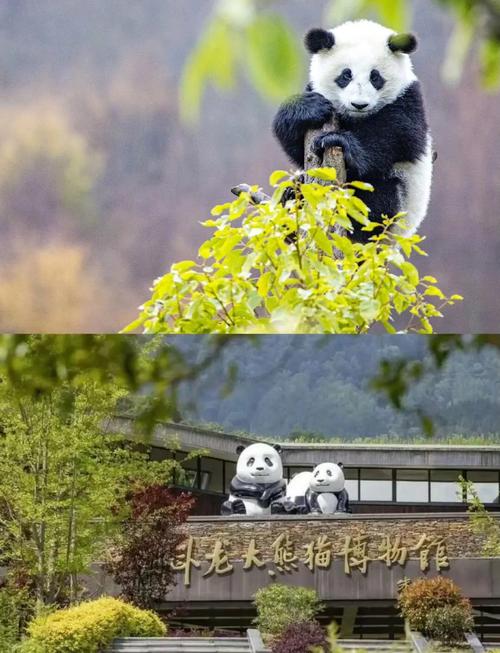 四川卧龙大熊猫基地在哪里