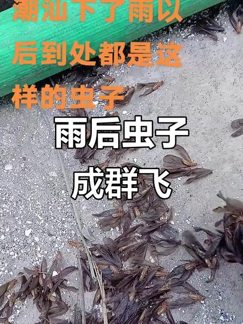 工地上大清早工棚飞来一大群蝴蝶是要下雨吗