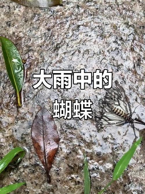 蝴蝶能分辨天气吗