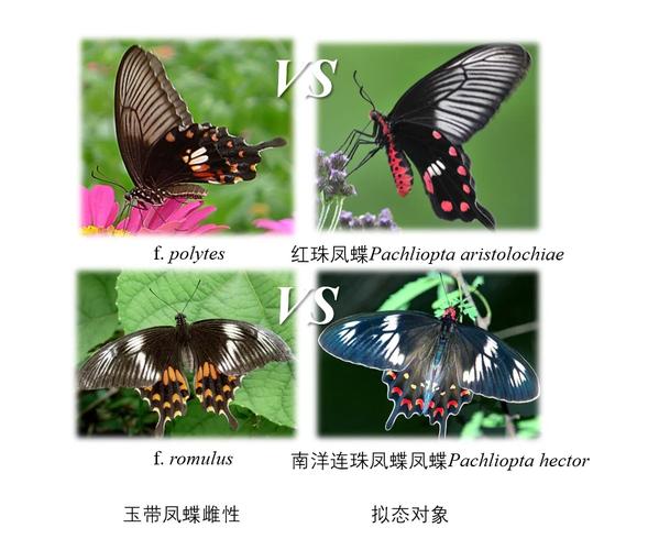 蝴蝶能不能预知下雨的时候?