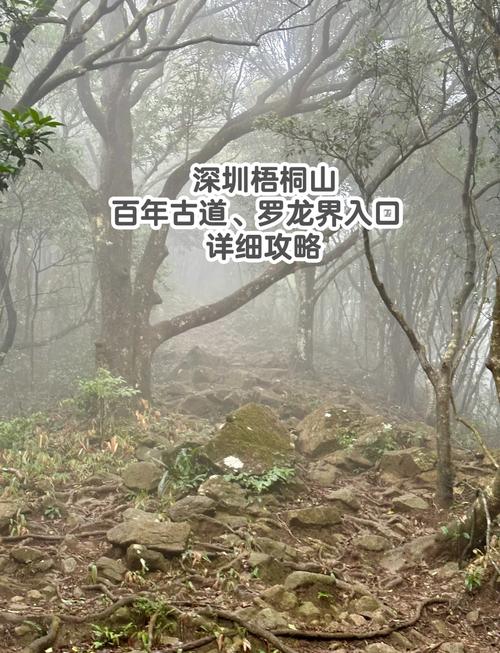 梧桐山百年古道注意事项